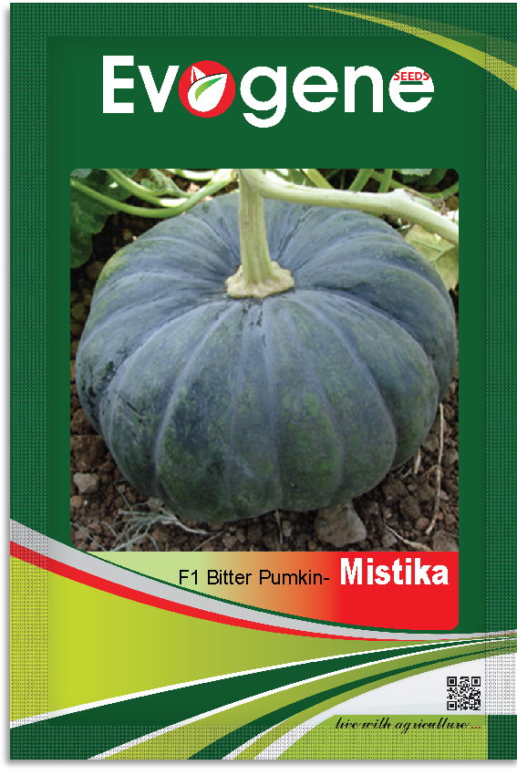 Pumpkin- Mistika 1105