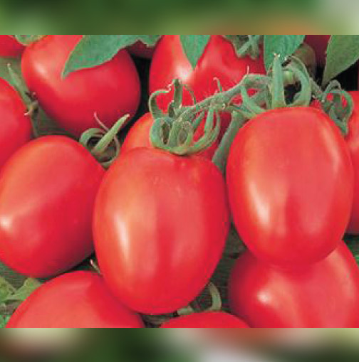 Tomato Suhana – Evogene Agritech Pvt Ltd