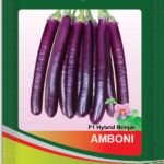 Brinjal- Evo Amboni