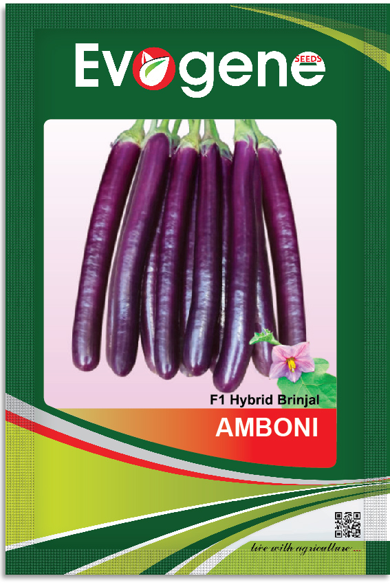 Brinjal- Evo Amboni