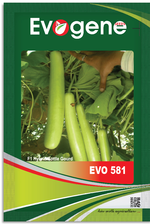 Bottle Gourd- Evo 581