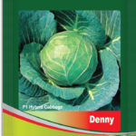 Cabbage- Denny