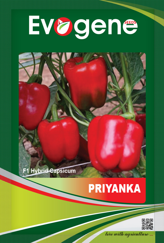 Capsicum- Priyanka