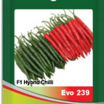 Chilli- Evo 239