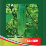 Cucumber- Tasneem