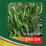 Chilli- Evo 243