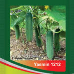 Cucumber- Yasmin 1212