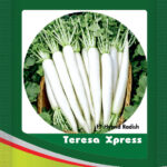 Radish-Teresa Xpress