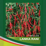 Chilli-  Lanka Rani