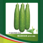 Bottle Gourd- Muskan Evo 599