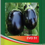 Brinjal- Evo 51