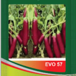 Brinjal- Evo 57
