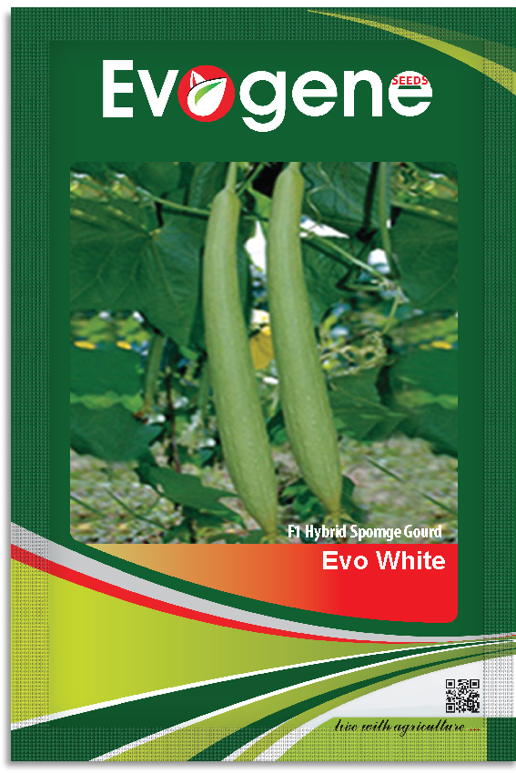 Sponge Gourd- Evo White
