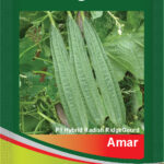 Ridge Gourd- Amar