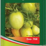 Tomato- Evo 768