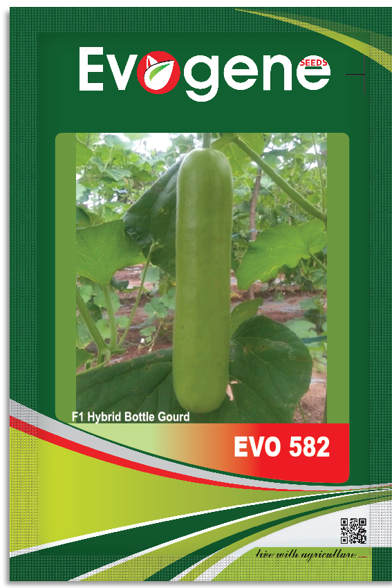 Bottle Gourd- Evo 582