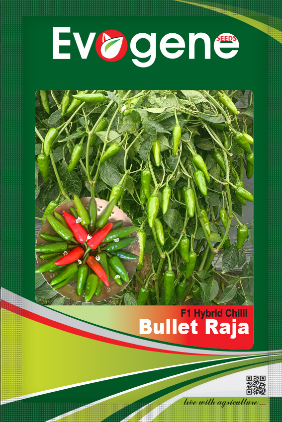 Chilli - Bullet Raja